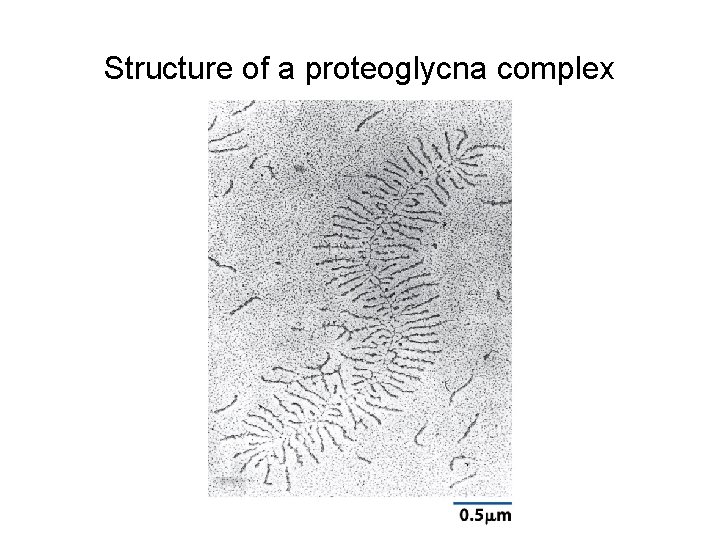 Structure of a proteoglycna complex 