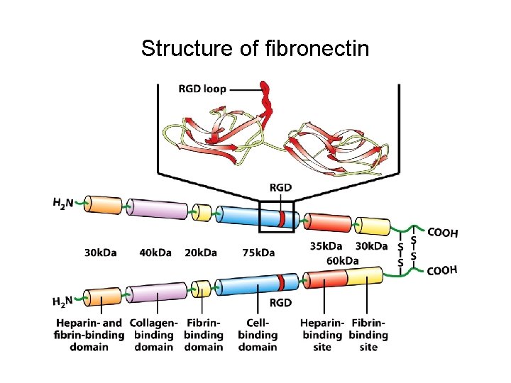 Structure of fibronectin 