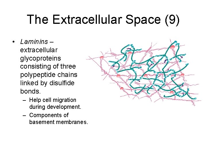 The Extracellular Space (9) • Laminins – extracellular glycoproteins consisting of three polypeptide chains