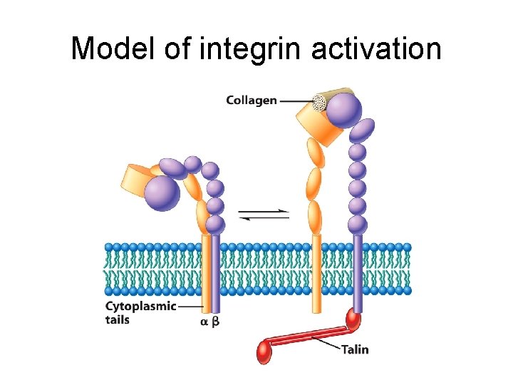 Model of integrin activation 
