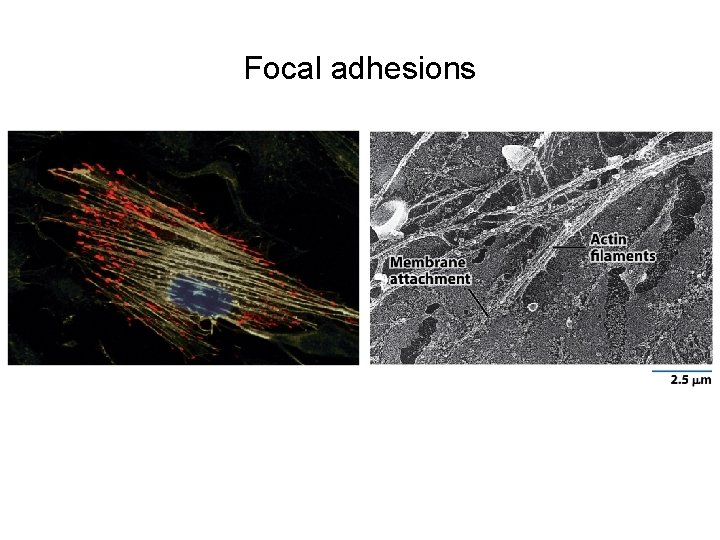 Focal adhesions 