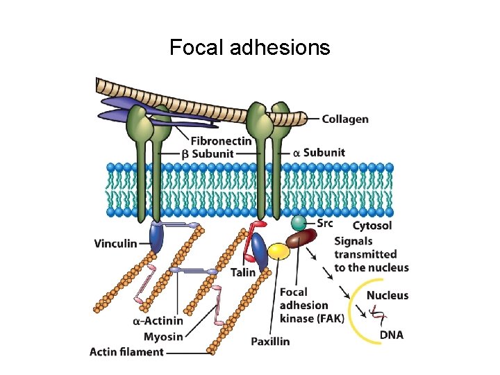 Focal adhesions 