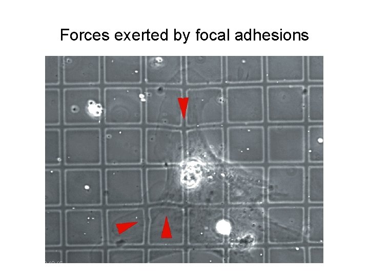 Forces exerted by focal adhesions 