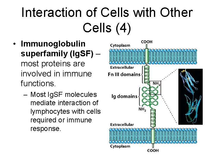 Interaction of Cells with Other Cells (4) • Immunoglobulin superfamily (Ig. SF) – most