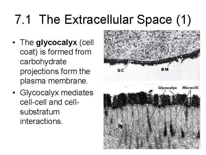 7. 1 The Extracellular Space (1) • The glycocalyx (cell coat) is formed from