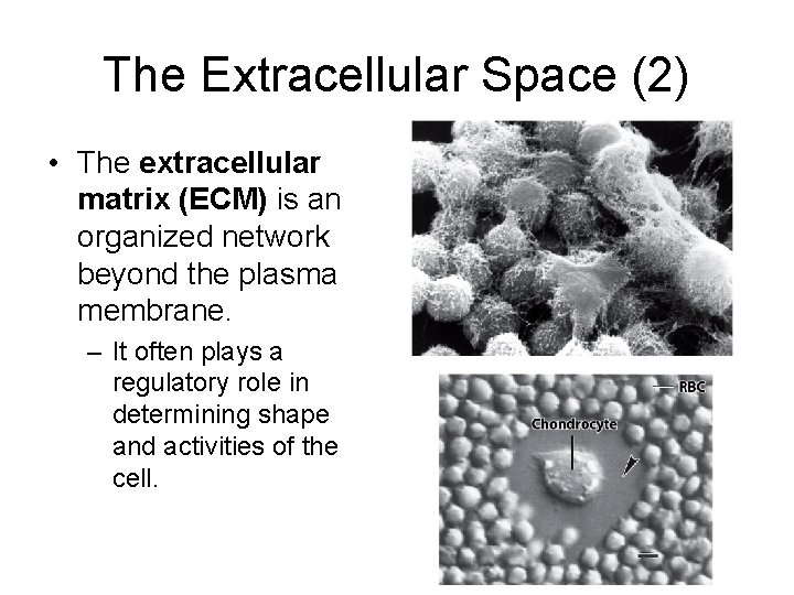 The Extracellular Space (2) • The extracellular matrix (ECM) is an organized network beyond