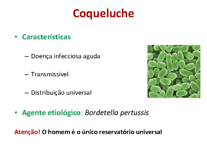 Coqueluche • Características – Doença infecciosa aguda – Transmissível – Distribuição universal • Agente