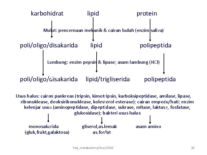 karbohidrat lipid protein Mulut: pencernaan mekanik & cairan ludah (enzim saliva) poli/oligo/disakarida lipid polipeptida