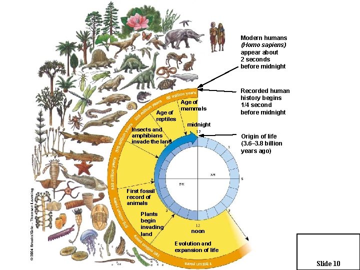 Modern humans (Homo sapiens) appear about 2 seconds before midnight Age of reptiles Insects