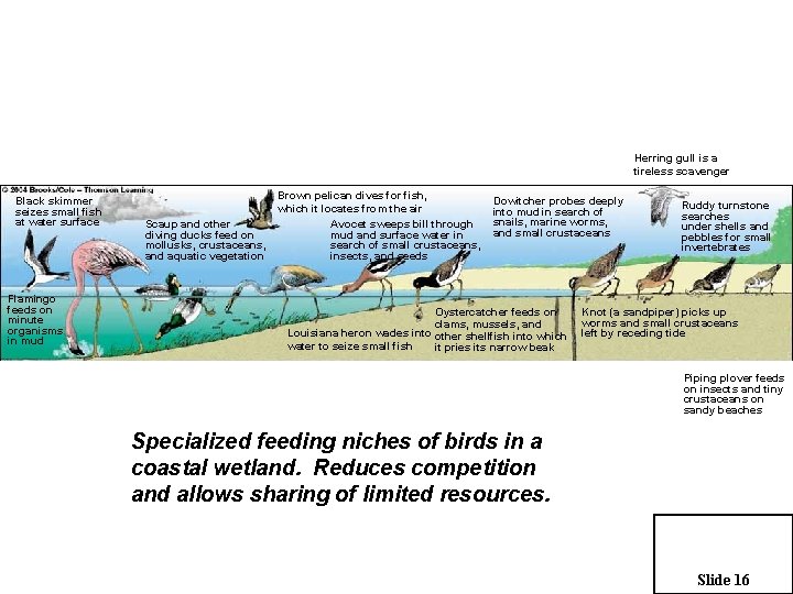 Herring gull is a tireless scavenger Black skimmer seizes small fish at water surface