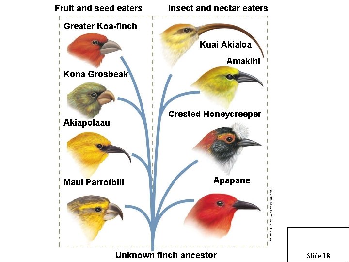 Fruit and seed eaters Insect and nectar eaters Greater Koa-finch Kuai Akialoa Amakihi Kona