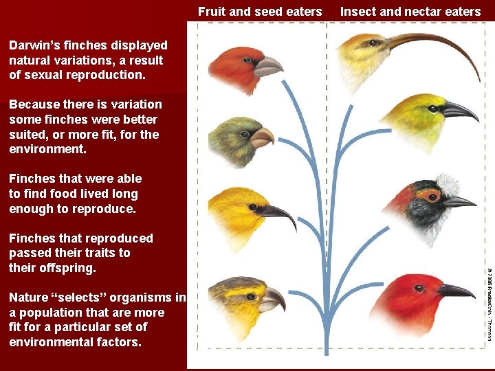 Fruit and seed eaters Darwin’s finches displayed natural variations, a result of sexual reproduction.