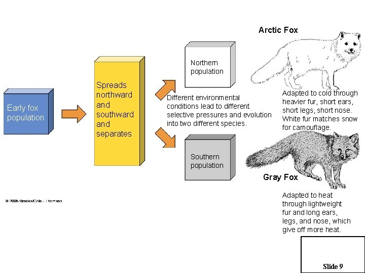 Arctic Fox Northern population Early fox population Spreads northward and southward and separates Different