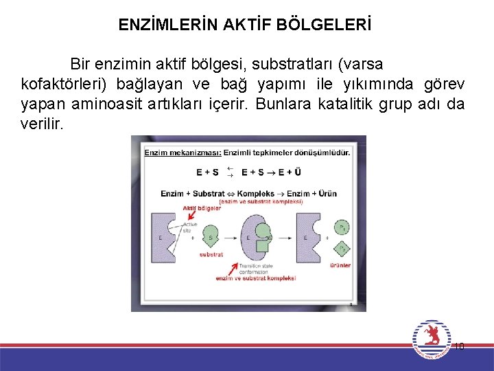 ENZİMLERİN AKTİF BÖLGELERİ Bir enzimin aktif bölgesi, substratları (varsa kofaktörleri) bağlayan ve bağ yapımı