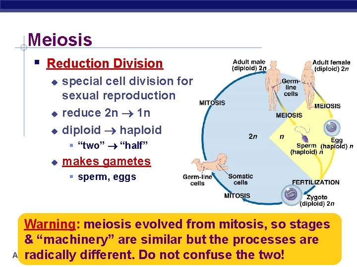 Meiosis Reduction Division special cell division for sexual reproduction reduce 2 n 1 n