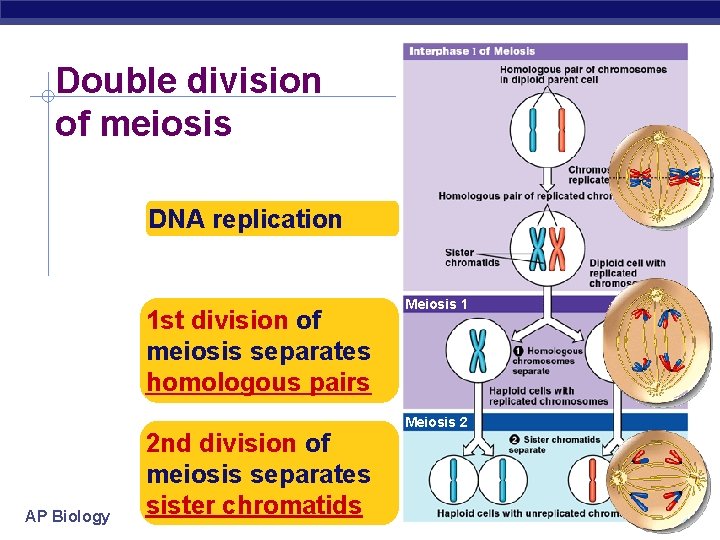 Double division of meiosis DNA replication 1 st division of meiosis separates homologous pairs