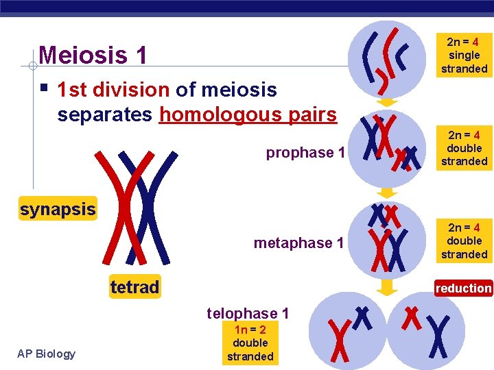Meiosis 1 1 st division of meiosis 2 n = 4 single stranded separates
