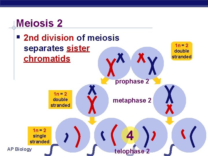 Meiosis 2 2 nd division of meiosis 1 n = 2 double stranded separates