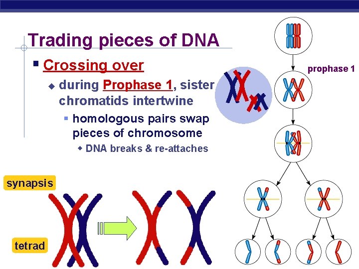 Trading pieces of DNA Crossing over during Prophase 1, sister chromatids intertwine homologous pairs