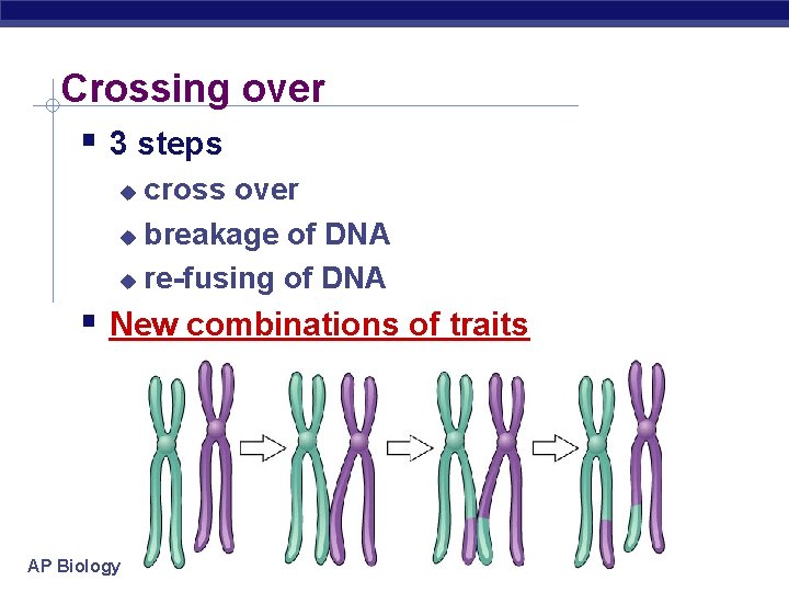Crossing over 3 steps cross over breakage of DNA re-fusing of DNA New combinations