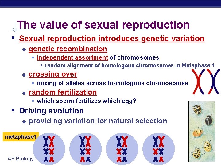 The value of sexual reproduction Sexual reproduction introduces genetic variation genetic recombination independent assortment