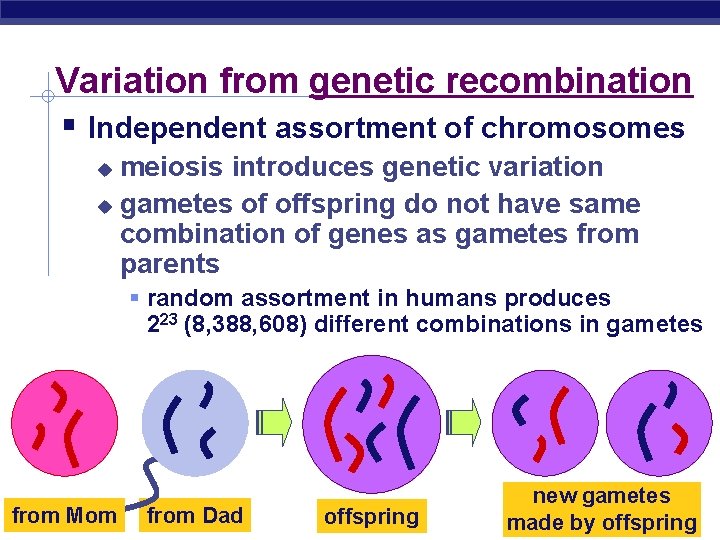 Variation from genetic recombination Independent assortment of chromosomes meiosis introduces genetic variation gametes of