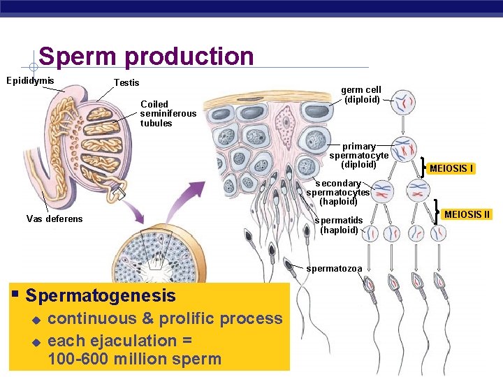 Sperm production Epididymis Testis Coiled seminiferous tubules germ cell (diploid) primary spermatocyte (diploid) MEIOSIS