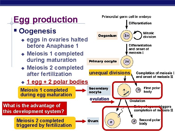 Egg production Oogenesis eggs in ovaries halted before Anaphase 1 Meiosis 1 completed during