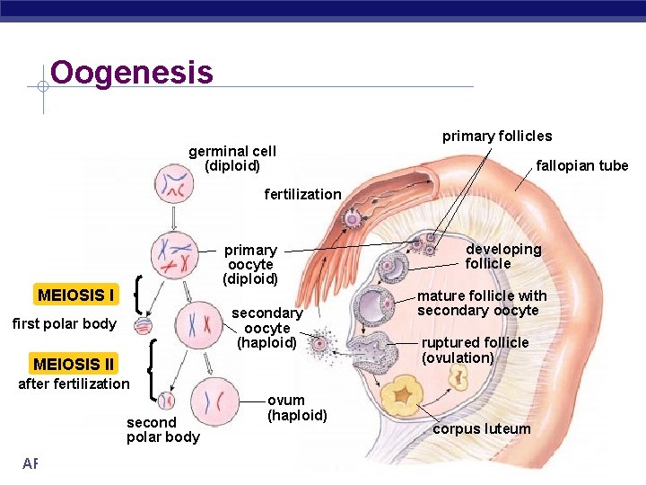 Oogenesis germinal cell (diploid) primary follicles fallopian tube fertilization primary oocyte (diploid) MEIOSIS I