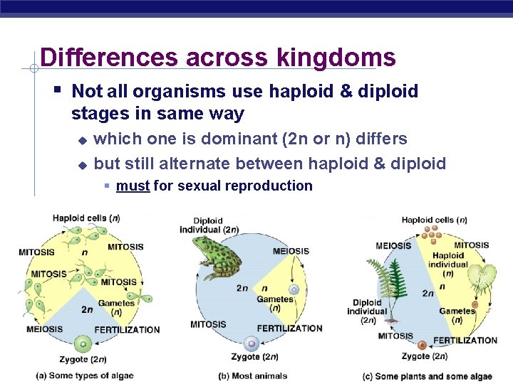 Differences across kingdoms Not all organisms use haploid & diploid stages in same way