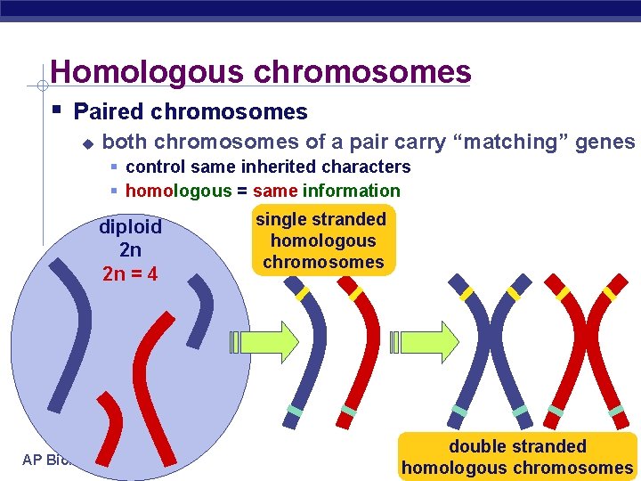 Homologous chromosomes Paired chromosomes both chromosomes of a pair carry “matching” genes control same