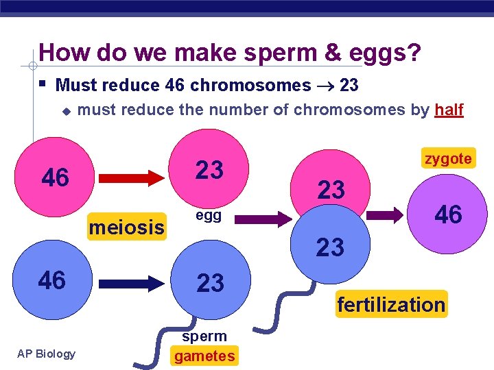 How do we make sperm & eggs? Must reduce 46 chromosomes 23 must reduce