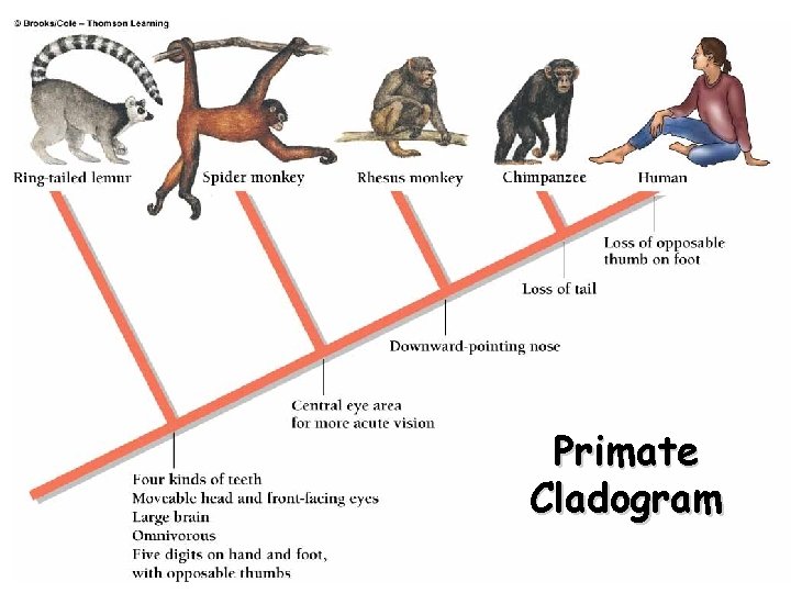 Primate Cladogram copyright cmassengale 12 