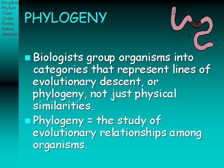 Kingdom Phylum Class Order Family Genus Species PHYLOGENY n Biologists group organisms into categories