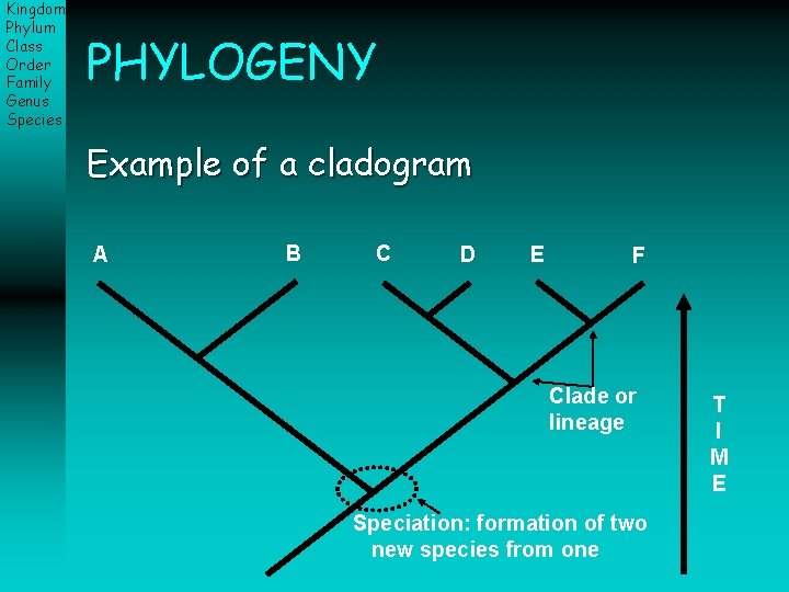 Kingdom Phylum Class Order Family Genus Species PHYLOGENY Example of a cladogram A B