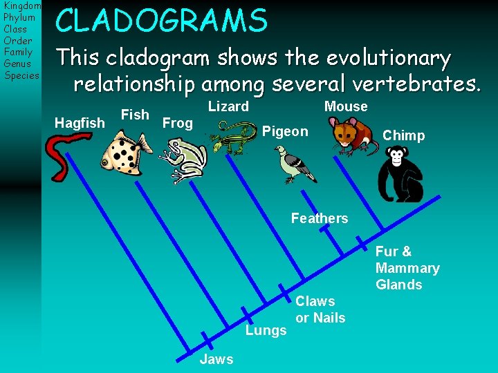 Kingdom Phylum Class Order Family Genus Species CLADOGRAMS This cladogram shows the evolutionary relationship