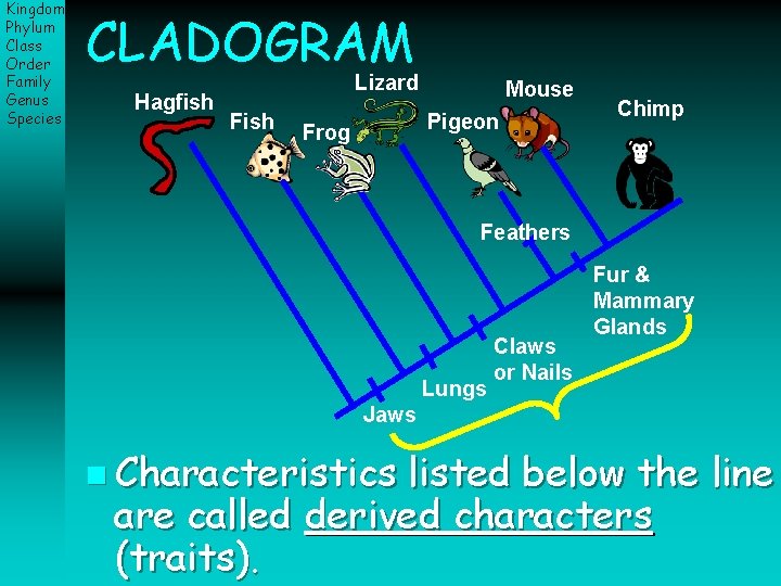 Kingdom Phylum Class Order Family Genus Species CLADOGRAM Hagfish Lizard Fish Mouse Pigeon Frog