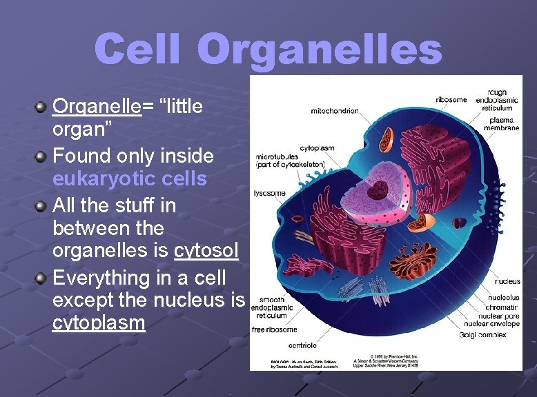 Cell Organelles Organelle= “little organ” Found only inside eukaryotic cells All the stuff in