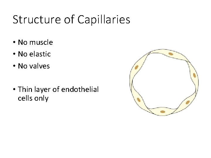Structure of Capillaries • No muscle • No elastic • No valves • Thin Structure of Capillaries • No muscle • No elastic • No valves • Thin