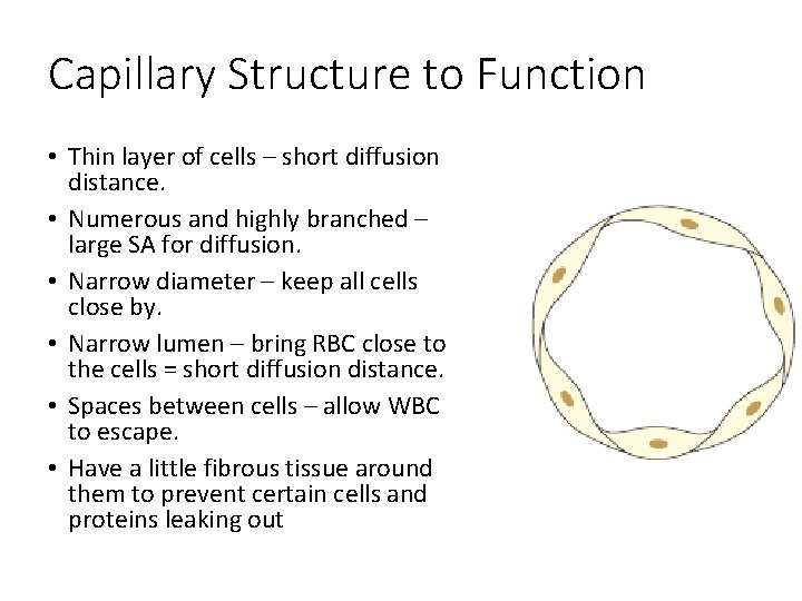 Capillary Structure to Function • Thin layer of cells – short diffusion distance. • Capillary Structure to Function • Thin layer of cells – short diffusion distance. •