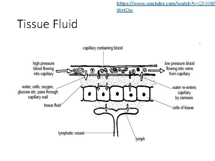 https: //www. youtube. com/watch? v=Q 530 H 1 Wxt. Ow Tissue Fluid https: //www. youtube. com/watch? v=Q 530 H 1 Wxt. Ow Tissue Fluid