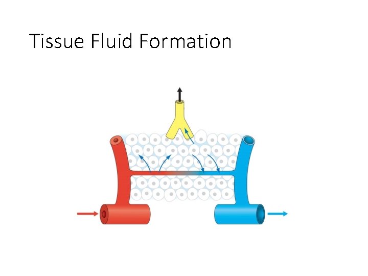 Tissue Fluid Formation Tissue Fluid Formation