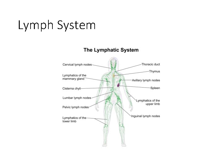 Lymph System Lymph System