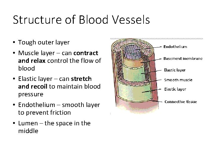Structure of Blood Vessels • Tough outer layer • Muscle layer – can contract Structure of Blood Vessels • Tough outer layer • Muscle layer – can contract