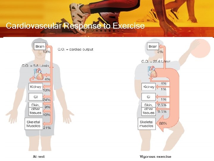 Cardiovascular Response to Exercise 