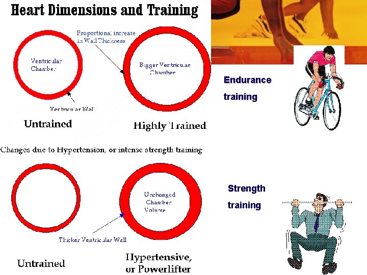 Endurance training Strength training 