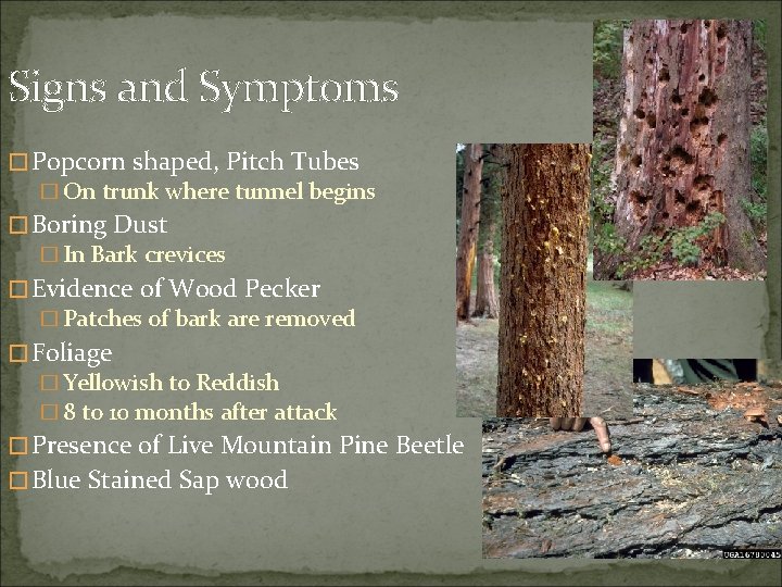 Signs and Symptoms � Popcorn shaped, Pitch Tubes � On trunk where tunnel begins