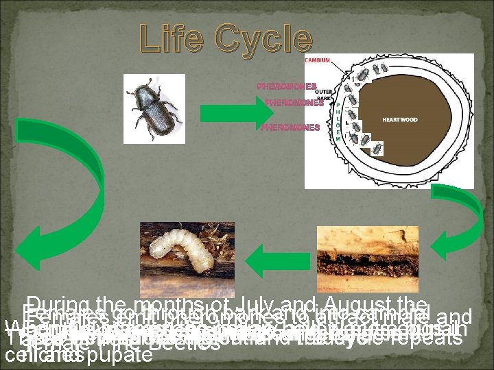 Life Cycle During the months ofbark Julyand andinto August the Females go through cambial