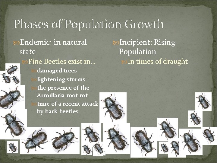 Phases of Population Growth Endemic: in natural state Pine Beetles exist in… damaged trees