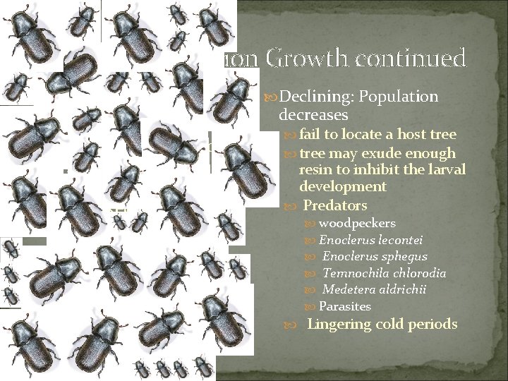 Phases of Population Growth continued Epidemic: Widely Prevalent Large availability of Phloem Healthy trees